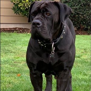 Meet your Posher, George